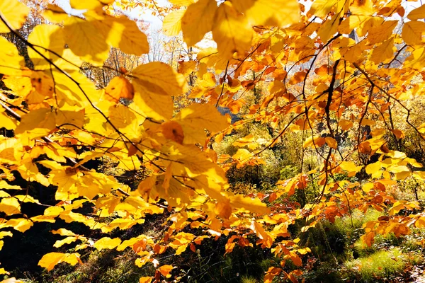 Not alan sığ derinliği güneşli bir sonbahar yaprakları