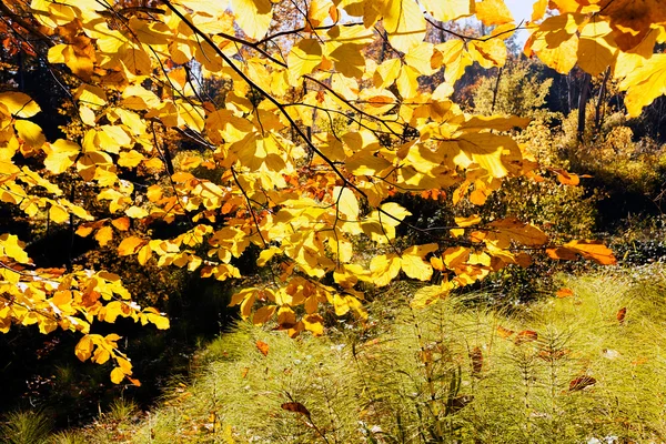 Not alan sığ derinliği güneşli bir sonbahar yaprakları