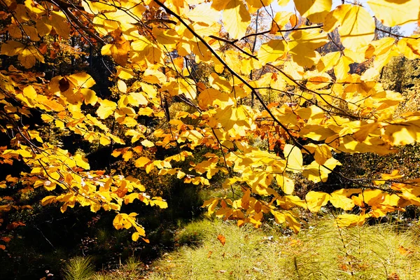 Güneşli bir sonbahar yaprakları
