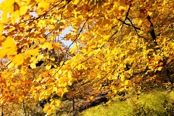 Not alan sığ derinliği güneşli bir sonbahar yaprakları
