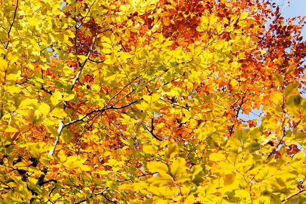 Sarı ve Kırmızı Sonbahar Yaprakları