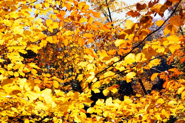 Sarı sonbahar yaprakları