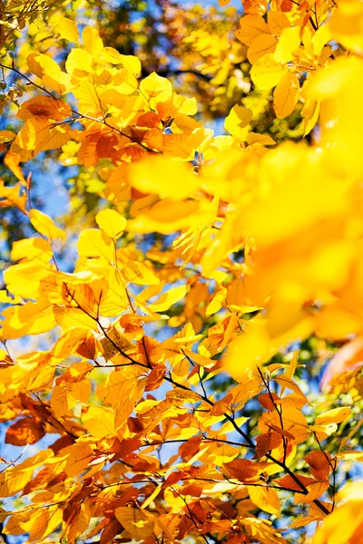 tuz ve çiğ altında bırakır