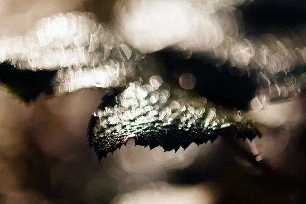 Abstrato Folhas Escuras Após Chuva Para Fundo Desfocado — Fotografia de Stock