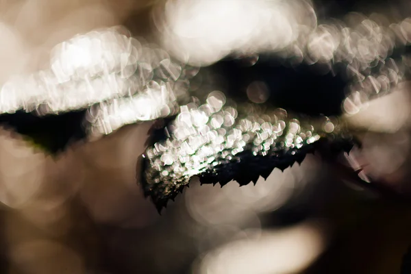 Abstracción Hojas Oscuras Después Lluvia Para Fondo Borroso — Foto de Stock