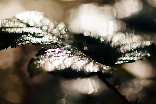 Abstractie Donkere Bladeren Regen Voor Wazige Achtergrond — Stockfoto