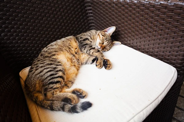 Кіт Спить Стільці — стокове фото