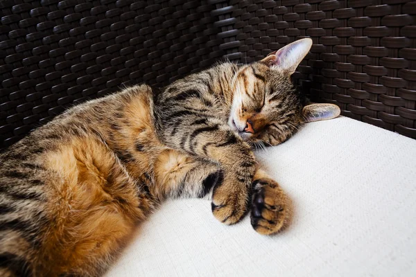 kedi bir sandalyede uyuyor