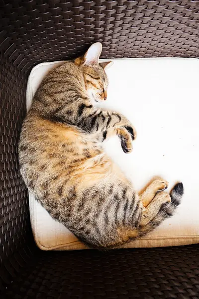 Cat Sleeps Chair — Stock Photo, Image