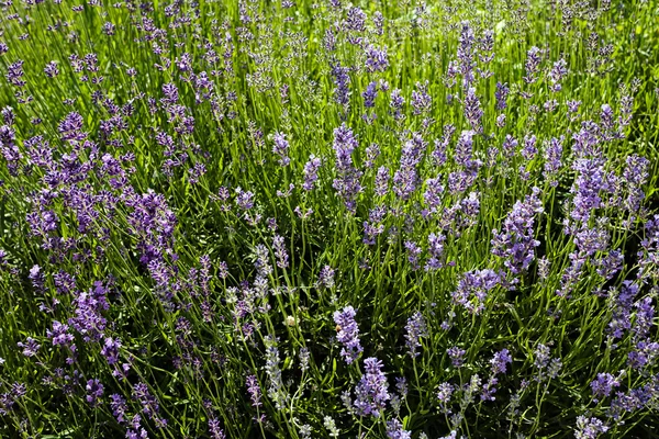 Arbusto Lavanda Observe Profundidade Rasa Campo Imagem De Stock