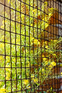 Teraslar ve avlular için metal korkuluklar. Fazla gelişmiş bitkiler. Sığ alan derinliğine dikkat edin.