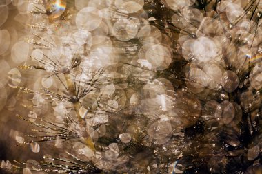 yağmur damlaları tesisi için arka plan bulanık yansımaları