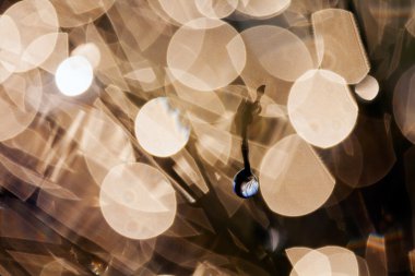 Yağmur damlaları tesisi, ışık için arka plan bulanık yansımaları