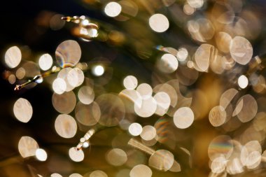 Yağmur damlaları tesisi, ışık için arka plan bulanık yansımaları