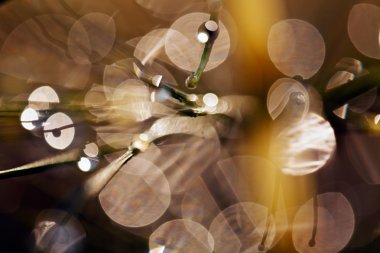 Yağmur damlaları tesisi, ışık için arka plan bulanık yansımaları