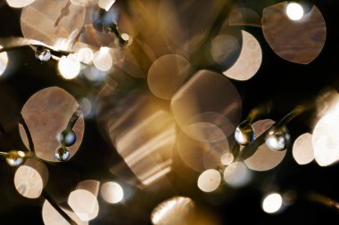 Yağmur damlaları çimenlerin üzerinde yansıması