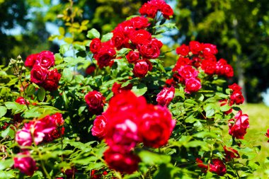 Bahçedeki gül bush