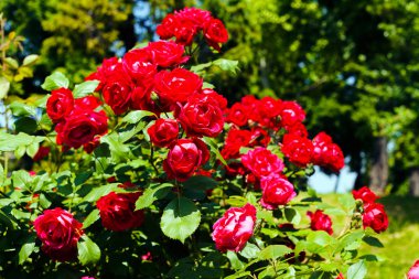bir gül bush bahçesinde bulunan çim civarı Not alanının sığ bölümü