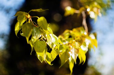  Güneşli bir günde ayrılır. Sığ alan derinliğine dikkat edin.