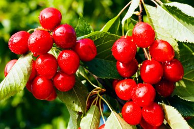 kiraz meyve, not alan sığ derinliği ile şube