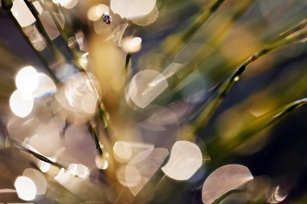 Reflexão de gotas de chuva na grama — Fotografia de Stock