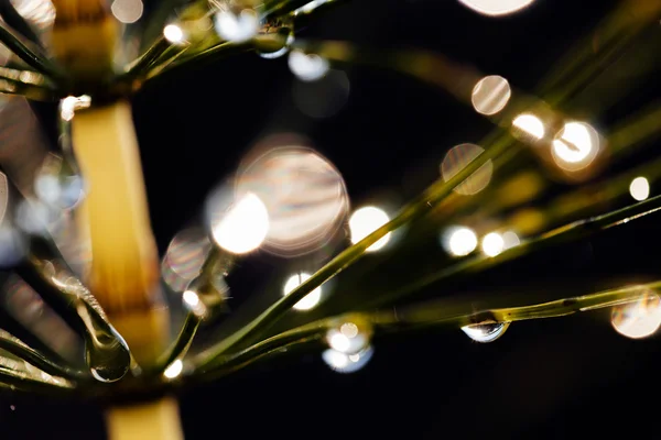 Reflejo de gotas de lluvia sobre la hierba —  Fotos de Stock