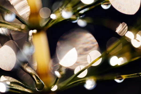 Reflejo de gotas de lluvia sobre la hierba —  Fotos de Stock