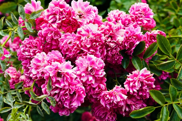Beautiful floral bush — Stock Photo, Image