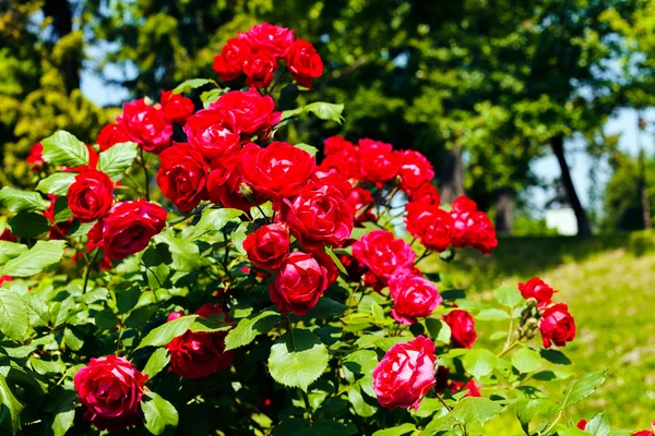 庭のバラの茂み — ストック写真