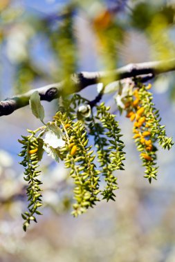 Güneşli bir günde ayrılır. Sığ alan derinliğine dikkat edin.