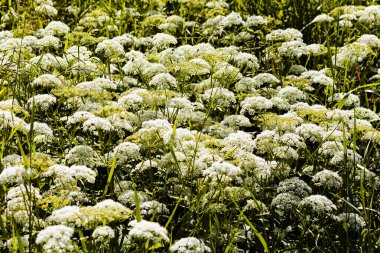 alandaki bitki yabani havuç