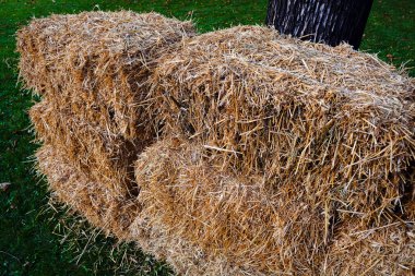 Süsen yeşil yaprakları ile solmuş