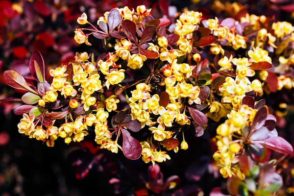 Berberitzenblume in bunten Farben — Stockfoto