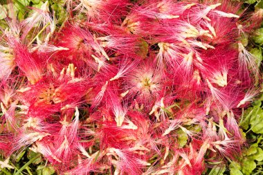 Dekoratif ağaç albizia çiçekleri, sığ alan derinliğine dikkat edin
