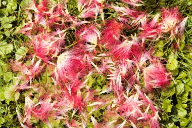 Dekoratif ağaç albizia çiçekleri, sığ alan derinliğine dikkat edin