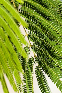 yeşil yaprakları dekoratif ağaç albizia, Not alan sığ derinliği