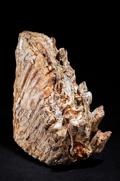 Mamutí Zub Minerál Černém Pozadí — Stock fotografie