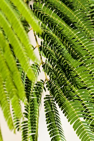 Foglie Verdi Albero Decorativo Albizia Nota Profondità Campo Poco Profonda — Foto Stock