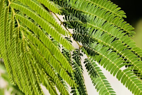 Foglie Verdi Albero Decorativo Albizia Nota Profondità Campo Poco Profonda — Foto Stock