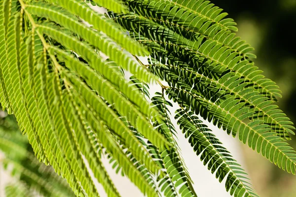 Yeşil Yaprakları Dekoratif Ağaç Albizia Alan Sığ Derinliği — Stok fotoğraf