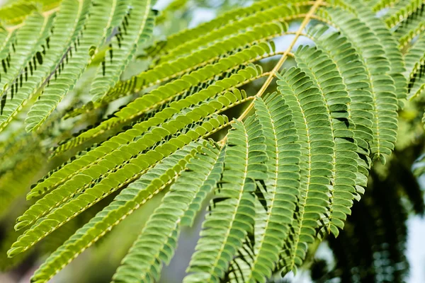 Foglie Verdi Albero Decorativo Albizia Nota Profondità Campo Poco Profonda — Foto Stock