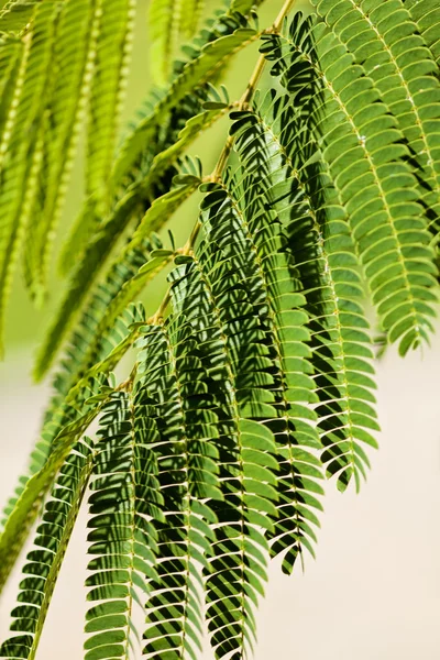 Foglie Verdi Albero Decorativo Albizia Nota Profondità Campo Poco Profonda — Foto Stock