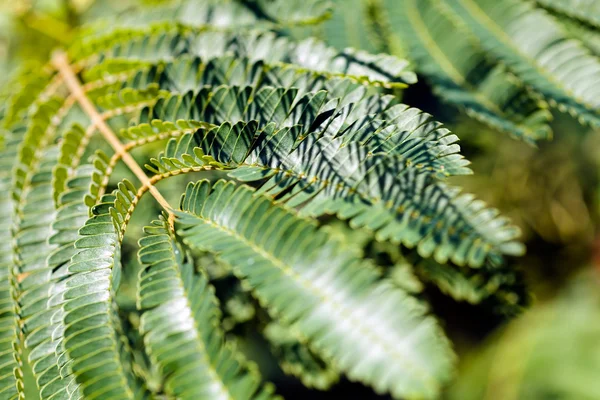 Foglie Verdi Albero Decorativo Albizia Nota Profondità Campo Poco Profonda — Foto Stock