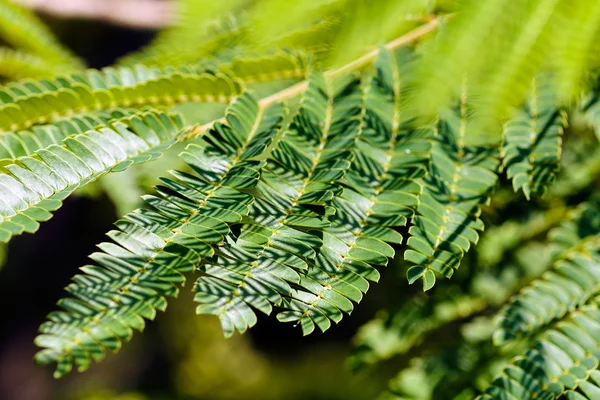 Foglie Verdi Albero Decorativo Albizia Nota Profondità Campo Poco Profonda — Foto Stock