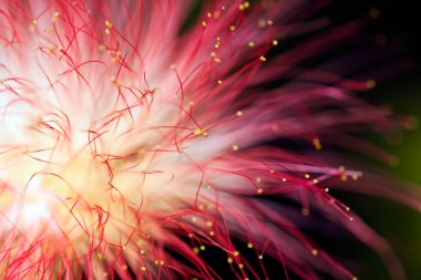 Dekoratif ağaç albizia 'nın pembe çiçeği, sığ alan derinliğine dikkat edin.