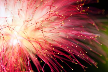 Yeşil arka planda dekoratif ağaç albizia pembe çiçek, dikkat edin sığ alan derinliği