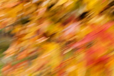 sonbahar arka arka plan bulanık için