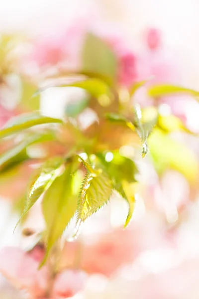 Abstraktion Rosa Blume Auf Weißem Hintergrund Für Unscharfen Hintergrund — Stockfoto