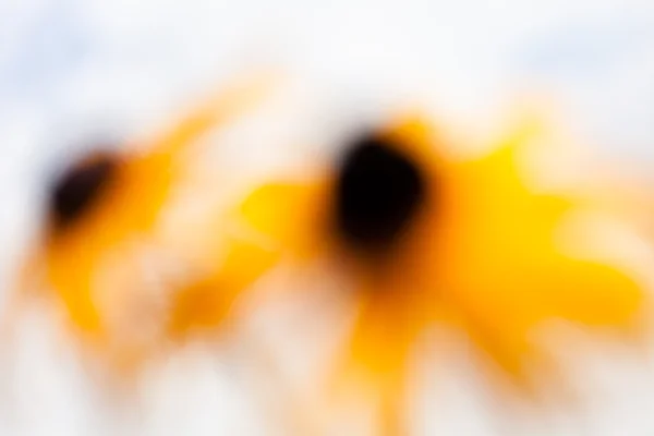 Θολή Κίτρινο Λουλούδι Στο Άσπρο Φόντο Για Θολή Φόντο — Φωτογραφία Αρχείου