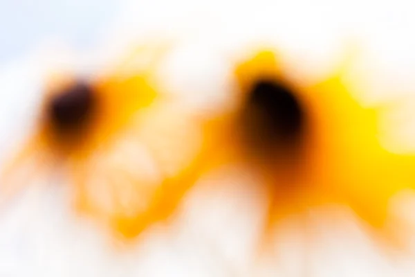 blurred yellow flower  on the white  background, for blurred background
